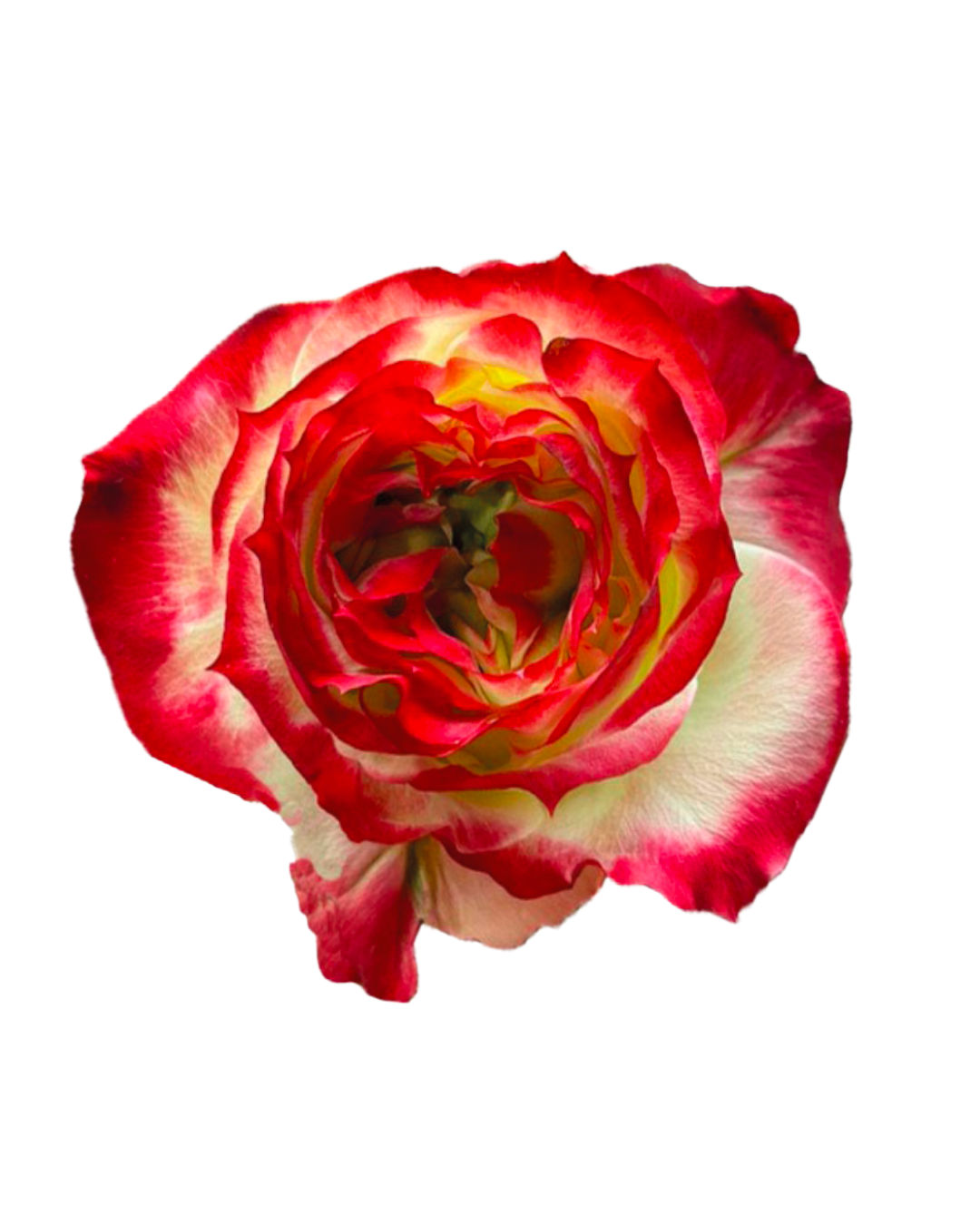 Пионовидная садовая роза