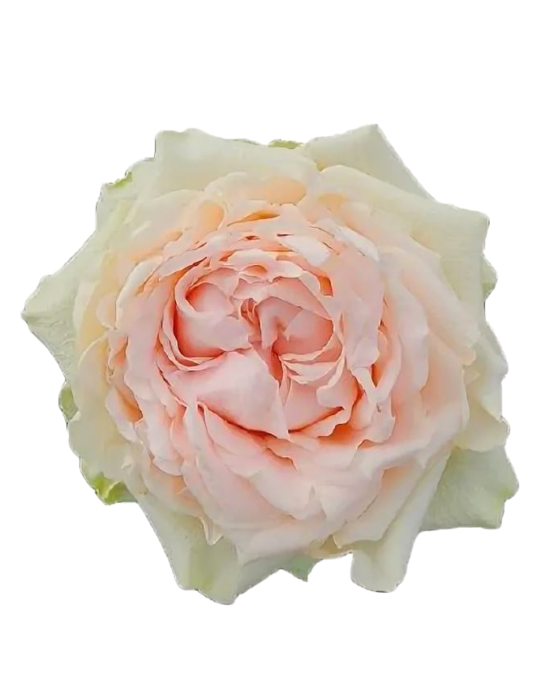 Пионовидная садовая роза