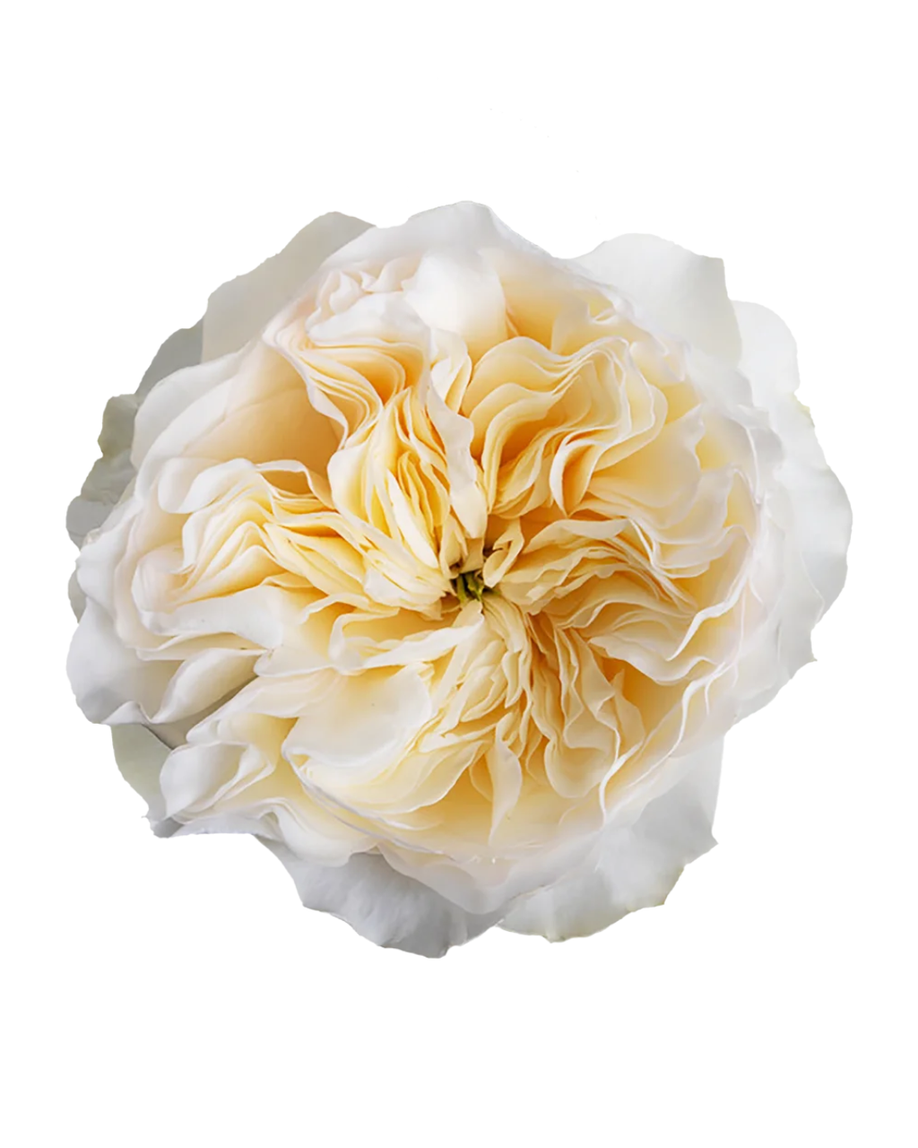 Садовая пионовидная роза