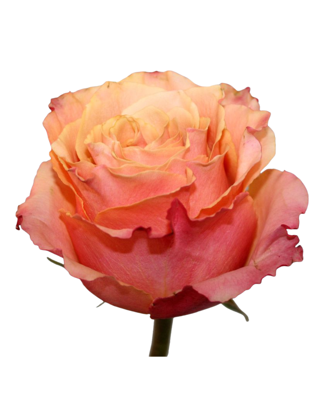 Пионовидная садовая роза