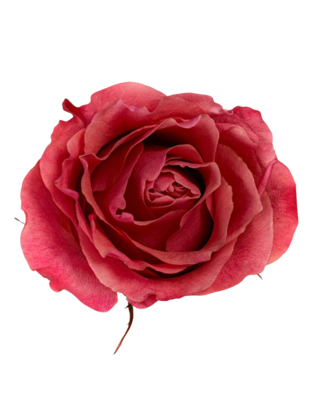 Пионовидная садовая роза