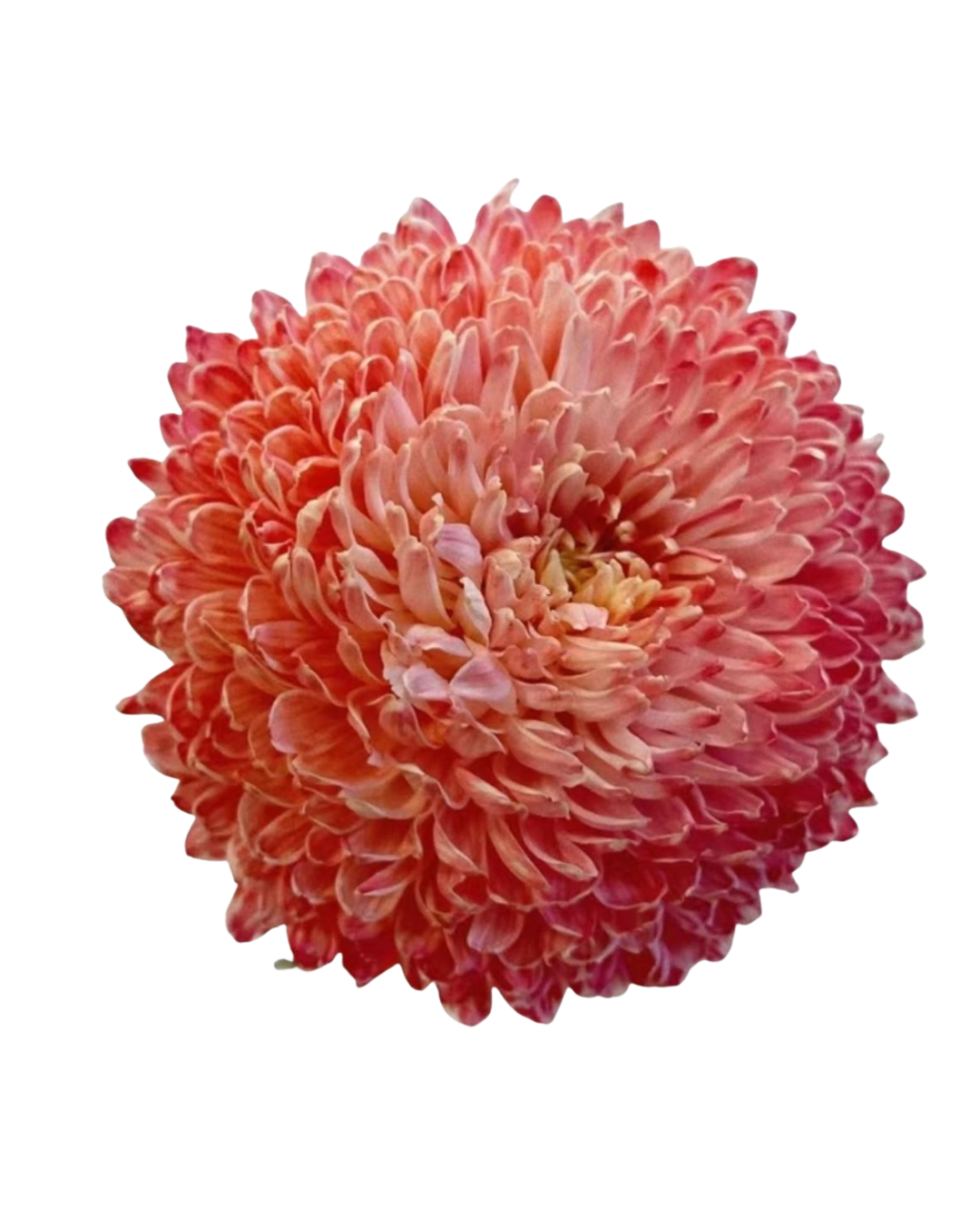 Хризантема