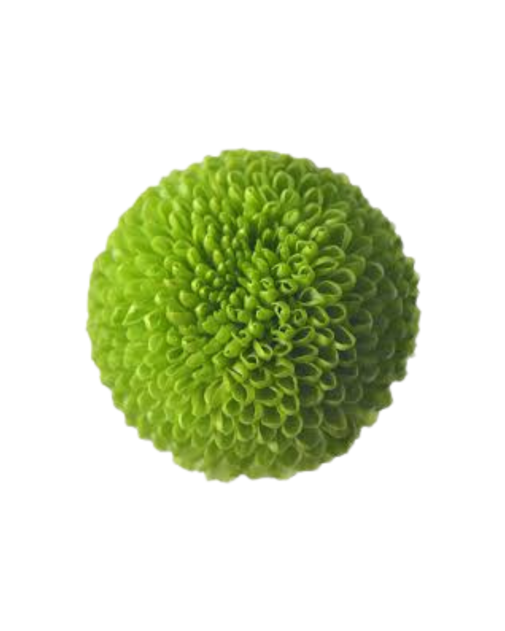 Хризантема