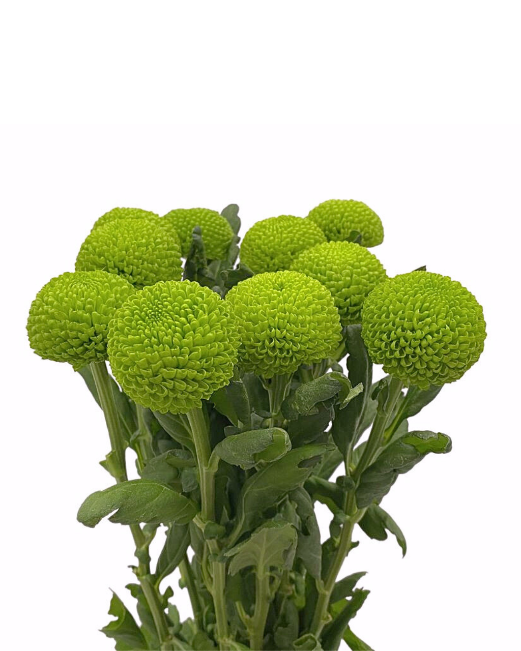 Хризантема