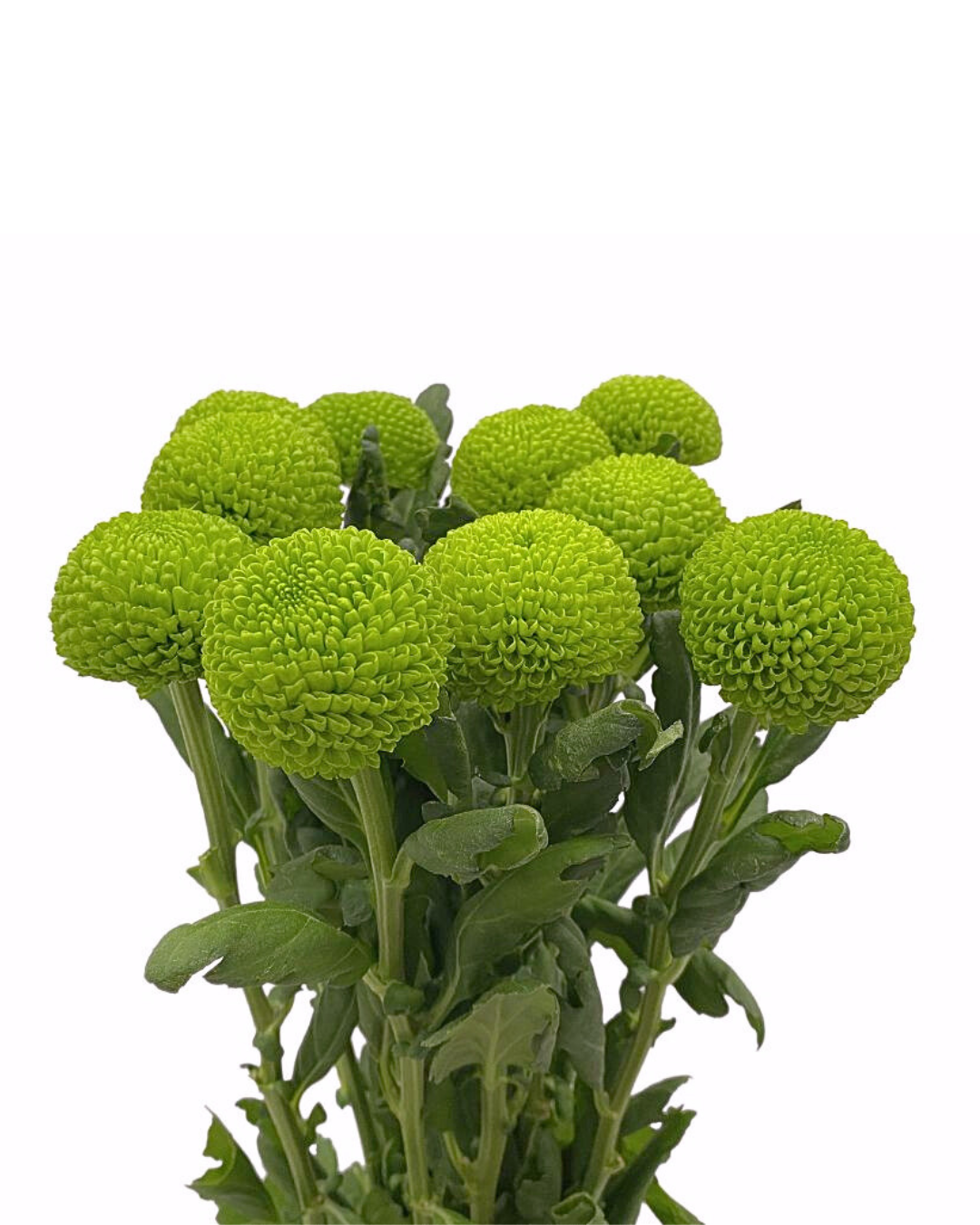 Хризантема