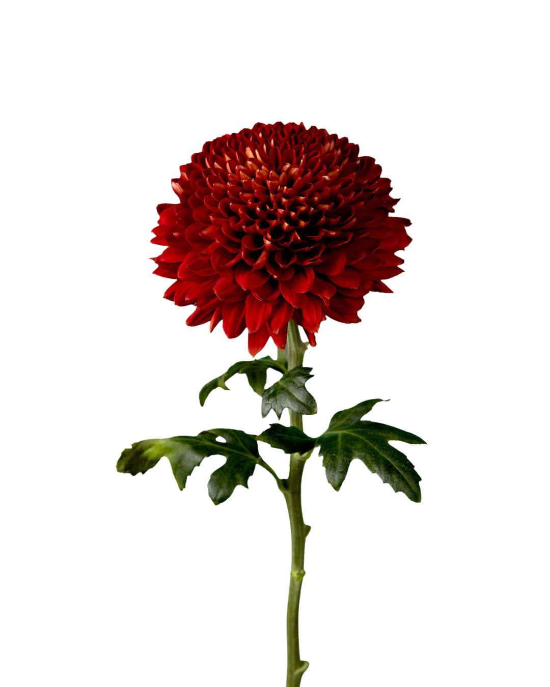 Хризантема