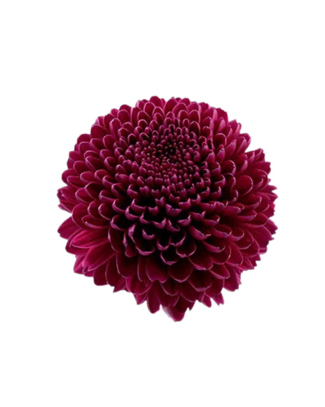 Хризантема