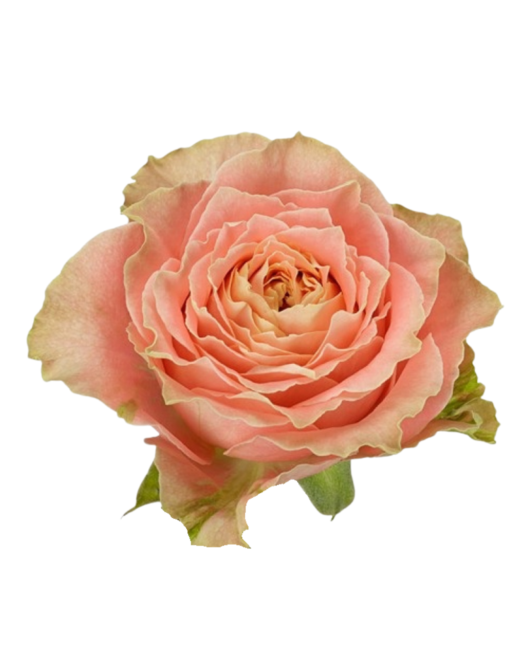 Пионовидная садовая роза