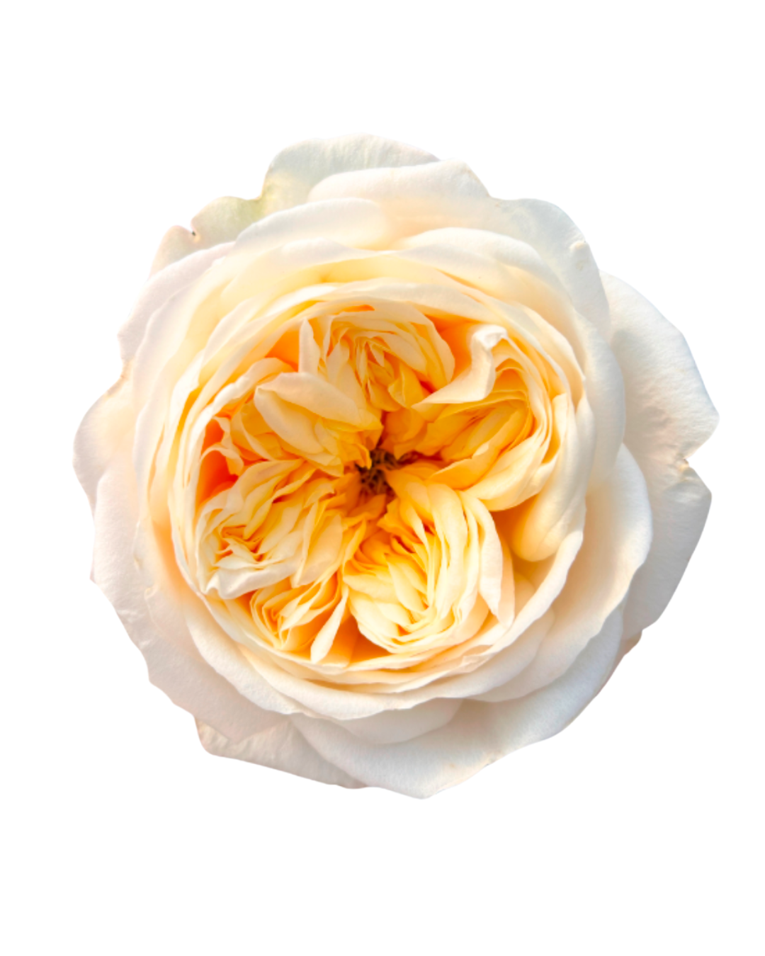 Садовая пионовидная роза