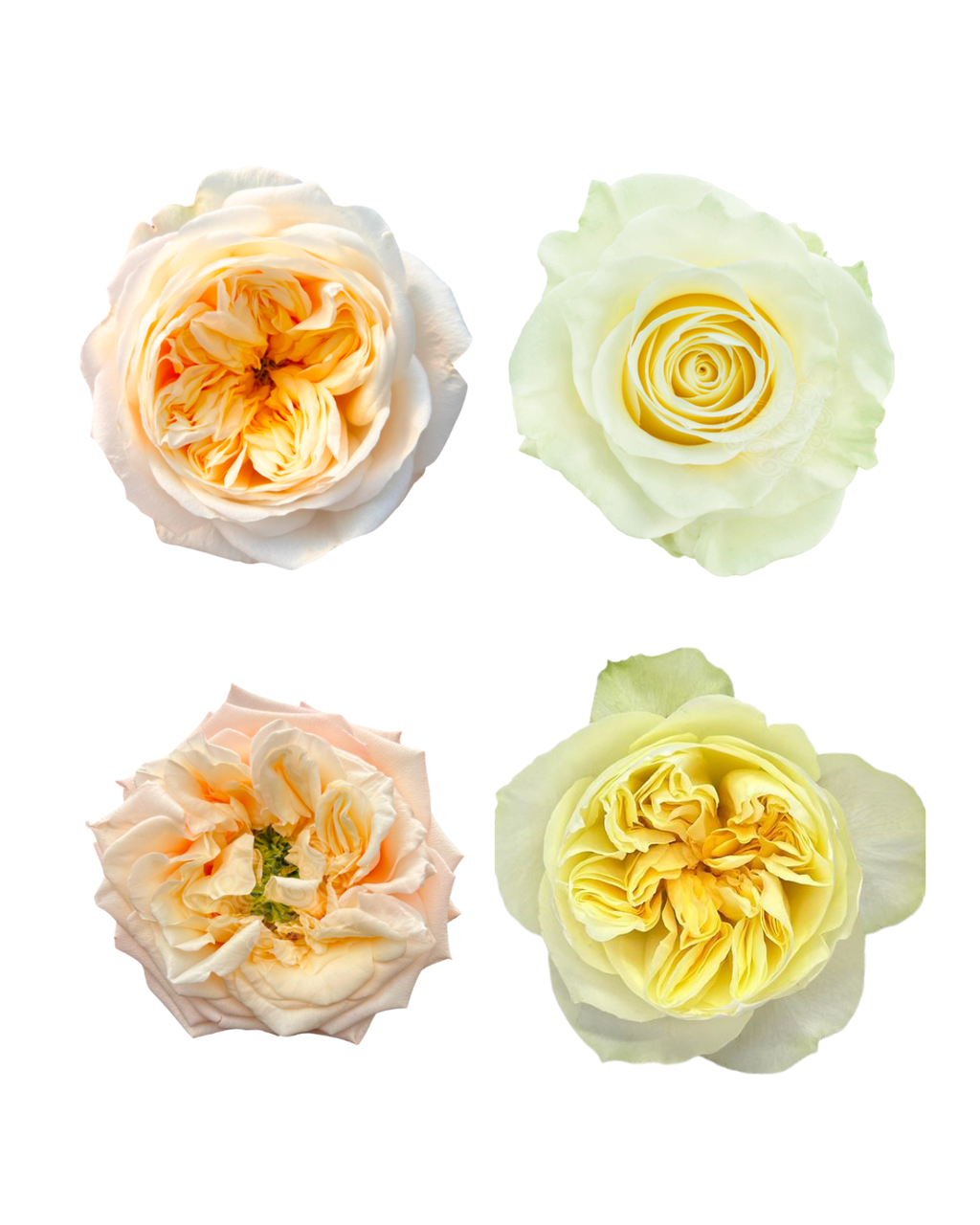 Садовая пионовидная роза