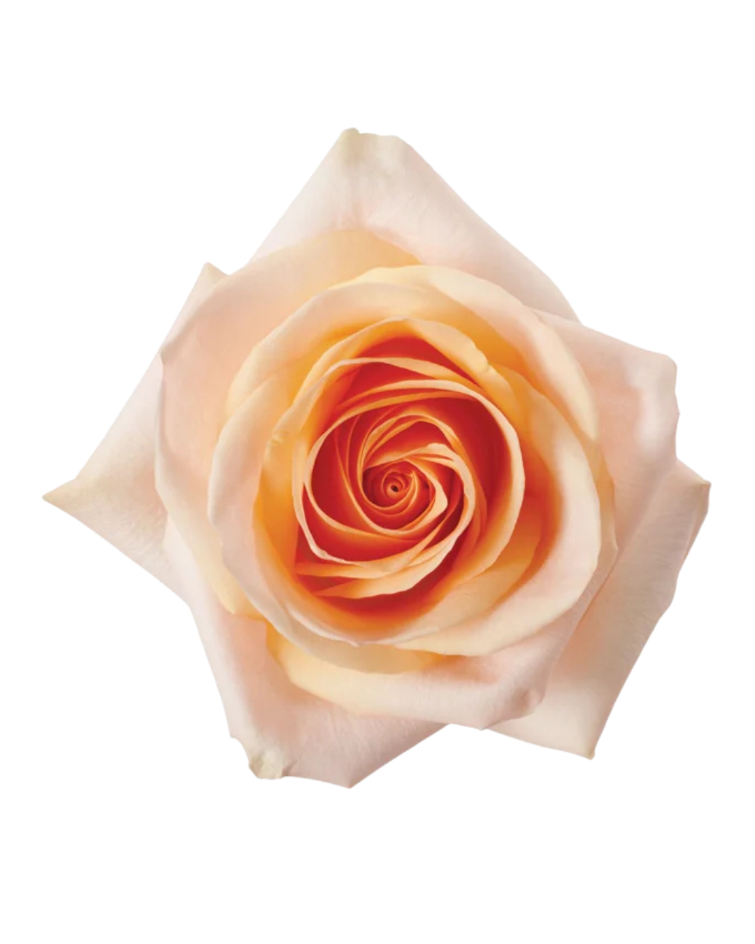 Садовая пионовидная роза