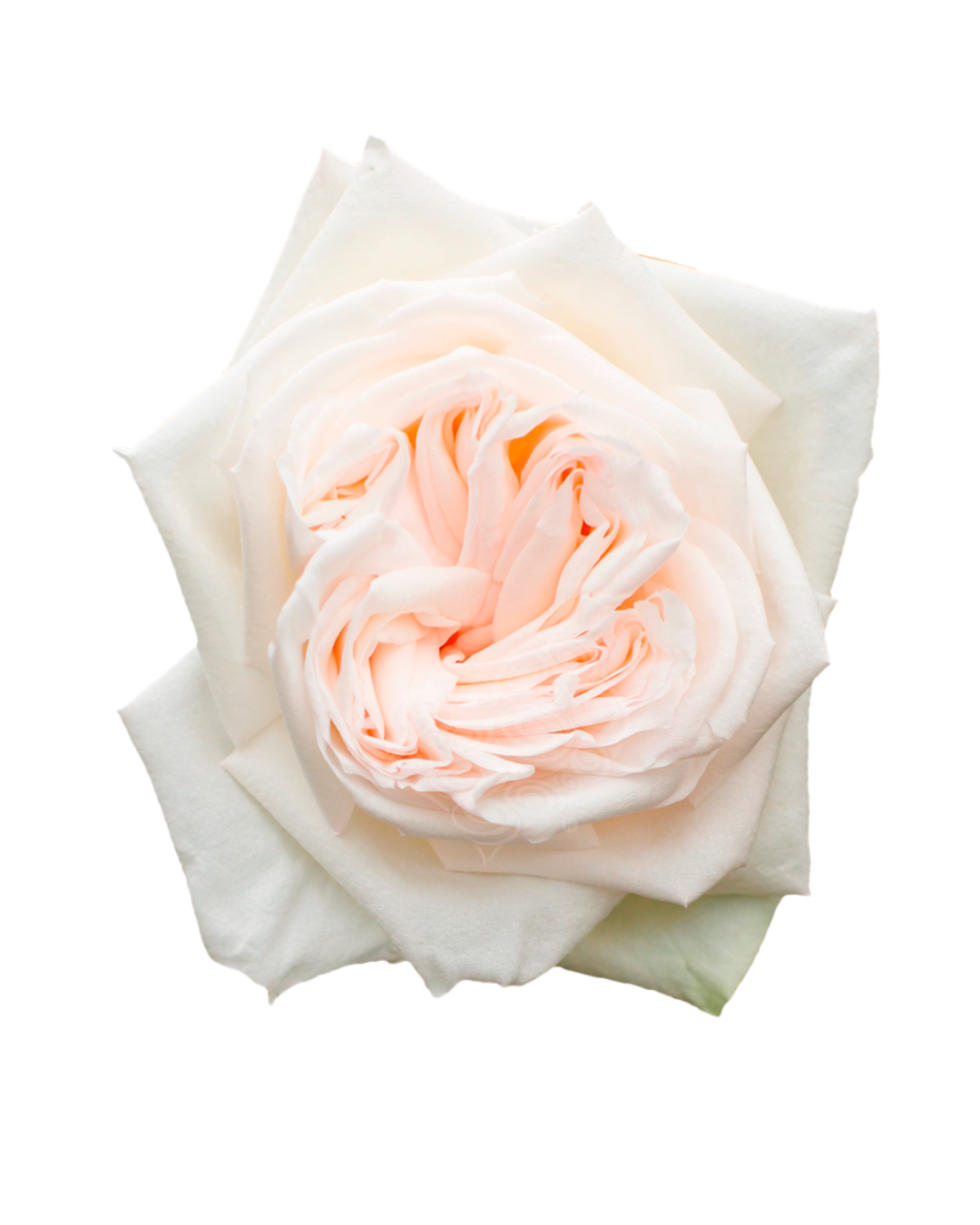 Пионовидная садовая роза